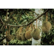 0🔥🔥BIG SLAES🔥🔥🏭Direct Kilang🏭 💥Baja Durian Musang King Duri Hitam D24 Meransang Pendebungaan Dan Hasil Yg Tinggi
