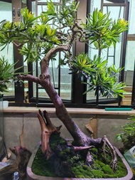 獨特造型海島紅芽羅漢松盆景連老樹頭裝飾