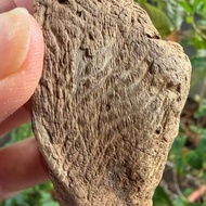 加里曼丹 野生沉香老料 44公克 沉水級 沉香擺件 星洲系 #沉香