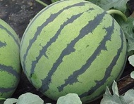 2025種子-早佳8424 麒麟西瓜種子/包郵/watermelon seeds