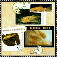 已售END～【活體】 水族～ 藍眼鬍子【幼魚】🎷🎷開賣囉～📯《單售一只   $80～$100》（不可以物換物）