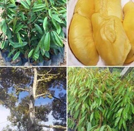 Anak Pokok Durian Musang King Hybrid (kahwin) 2.5 FEET TALL ++(West Malaysia Only) Buah Buahan Fruits Live Plant