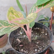 Aglaonema Butterfly