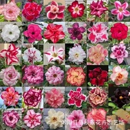 Desert Rose Seeds Easy-Growing Living Indoor Balcony Potted Plants Flower Seeds Wholesale Sub-Packin