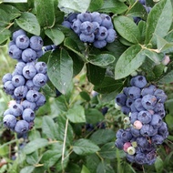 Pokok Blueberry Sunshine Blue Besar