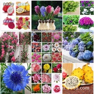 Red Yellow Purple White Core Dragon Fruit Seed Hyacinth Fluorescent Melon Leaf Chrysanthemum Dahlia 