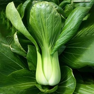 1000 เมล็ด กวางตุ้งดอกฮ่องกง กวางตุ้งฮ่องเต้ไทนี่ กวางตุ้งจีน Pak Choi เมล็ดผัก ปลอดสาร Garden Veget