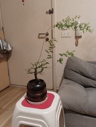 列加氏漆樹