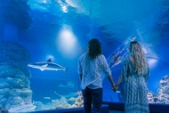 Cairns Aquarium Tours and Experiences
