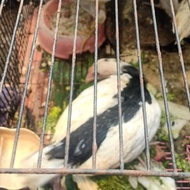 Ayam Tulak Cakep Putih Hitam