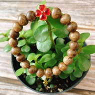 Agarwood Bracelet Mixed with Lucky 4-Leaf Clover