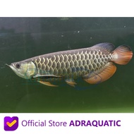 IKAN HIAS ARWANA GOLDEN RED PEKANBARU AROWANA AIR TAWAR