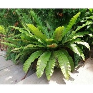 Pokok Daun Semun /pokok langsayur  big size ( Bird-nest Fern) atau Pokok Paku langsuir.