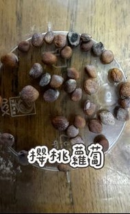 櫻桃蘿蔔種子