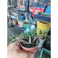 In-stock现货/Euphorbia decaryi皱叶麒麟/Euphorbiaceae大戟科(Photos updated 3-6-2026)