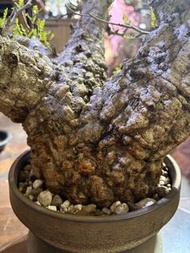 象足漆樹
