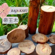 Full Transparent King Blood Dragon Wood Log Wood Raja Kayu
