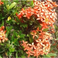 Pokok Ixora Sunkist Orange Rubiaceae