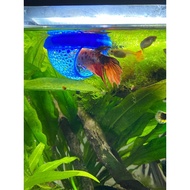 Floating shelter for fish tanks_decor beta fish tanks, guppies