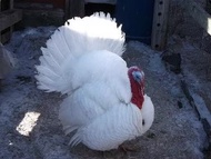 TELUR AYAM HIAS KALKUN PUTIH UNTUK DITETASKAN FERTIL 1