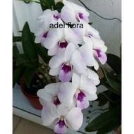 Promo!! Anggrek Dendrobium Chaopraya Sweet MINI