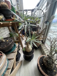 大 索馬里沙漠玫瑰 塊根 植物 不計盆