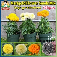 Mixed Marigold Flower Seeds Easy To Grow (150pcs) Potted Dwarf Marigold Flower Plant Seeds Bonsai Ma