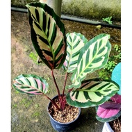 ◊♗✕Calathea Jessie, Marion, Leopardina, Green Crimson, shinestar, rusco