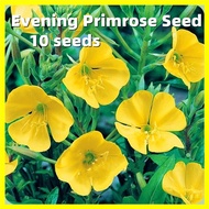 Evening Primrose Seed -Fresh 10 Seeds Evening Primrose Flower Seeds for Gardening Benih Pokok Bunga Garden Flowering