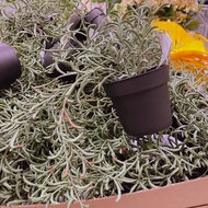 Ikea Fejka Plant Artificial Plant Pot Fake Plant