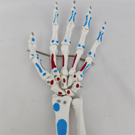 Hand Joint Model Palmar Anatomy Muscle Model with Wrist Ulna Hinged Hand