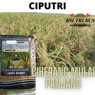 BENIH BIBIT padi ciputri ciherang mulai panjang 90 hari galur jawa barat