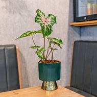 彩葉芋觀葉植物 室內擺飾盆栽 金綠色質感直紋高腳花盆