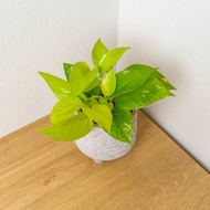 萊姆黃金葛 小樹葉紋 水泥盆栽 桌上盆栽 開幕送禮 喬遷禮物