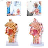 GB Nasal Cavity Throat Anatomy Human Organs Model Pathological Throat Anatomy Model
