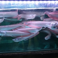 fISHcARE arwana silver red brazil 20cm