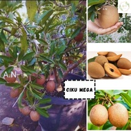 Pokok ciku mega hybrid murah
