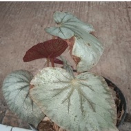 tanaman hias begonia rex silver - begonia rex silver