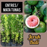 Entres Cuing Bibit Jeruk Bali AB14