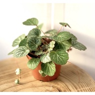 Strawberry Begonia Live Plant - Fresh Gardening Indoor Plant Outdoor Plants for Home Garden Fresh Li