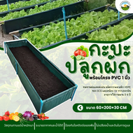 ( ร้านแรกมีร้านเดียว )กะบะปลูกผัก กระบะปลูกผัก  พร้อมโครง PVC 1 นิ้ว ขนาด 60x200x30 cm ( ของแท้ )