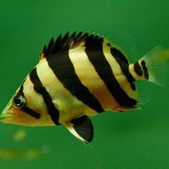 Hiasan Ikan Datz 3 bar borneo