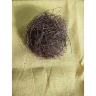 Akar / rambut cenuai