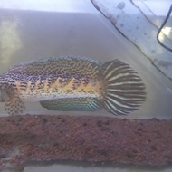 ikan channa auranti maculata 30cm mental Mangap² 