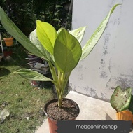 ✱☄❉(4) Aglaonema Varieties Uprooted Live Plants (LUZON ONLY)