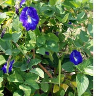 Butterfly Pea Flower Plant / Asian pigeonwings / Anak Pokok Bunga Telang (Live Plant)