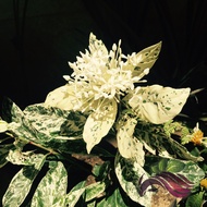 [Landscape] Ixora Plant by LS Group