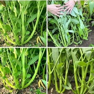 Silver spinach seeds 1kg