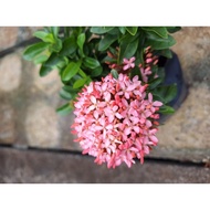 SNT / pokok ixora pink chinensis/ pokok landscape / pokok hidup tahan panas