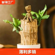 Brazil Wood Grute Water Culture Lucky Wood with Buds Flowers Indoor Desktop Office Green Plant Pot